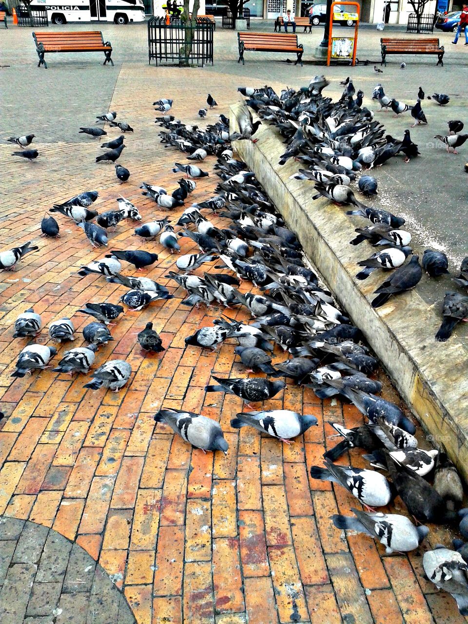 Pigeons lunch