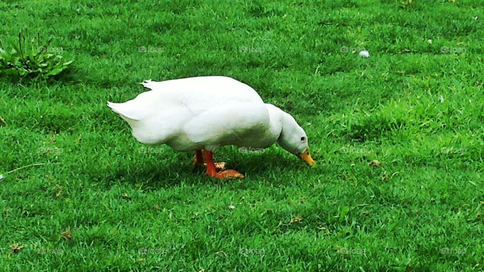 duck!. ducky 