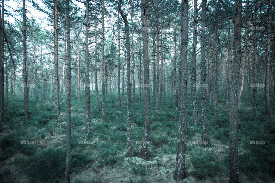 green trees forest woods by danielmorman
