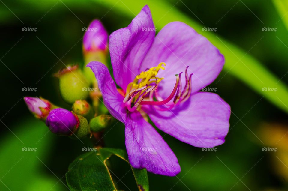 purple flower