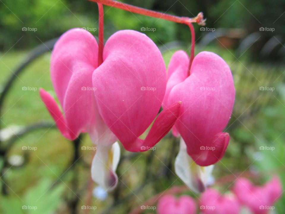 bleeding heart flowers 💕