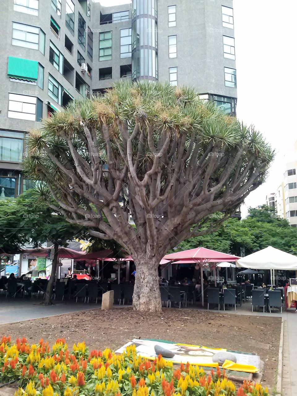 Tree in Santa Crus de Tenerife