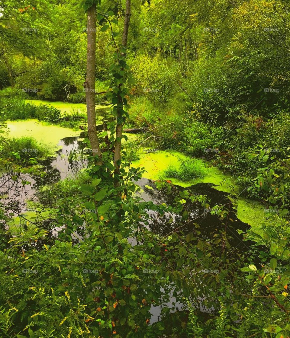 Algae covered Pond 
