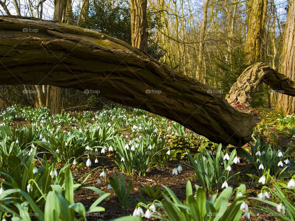 стволы, весна, Лес, ствол, цветы, деревья, 