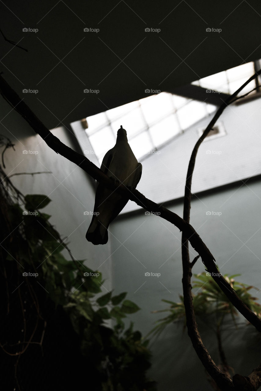 Silhouette of a bird on a branch in a greenhouse against a bright skylight window