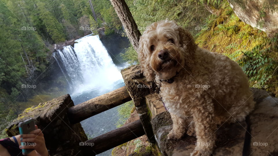 Waterfall Pup