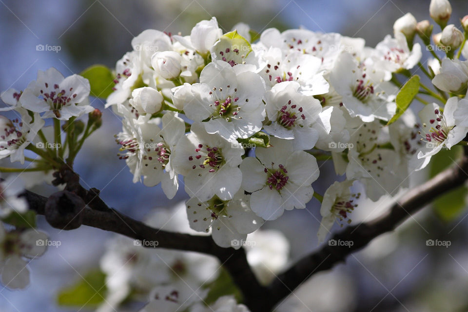 Cherry blossom 