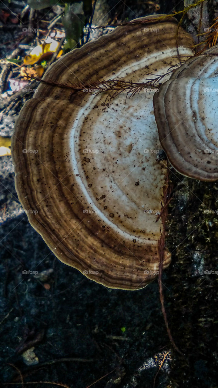 close up of a mushroom on dead tree