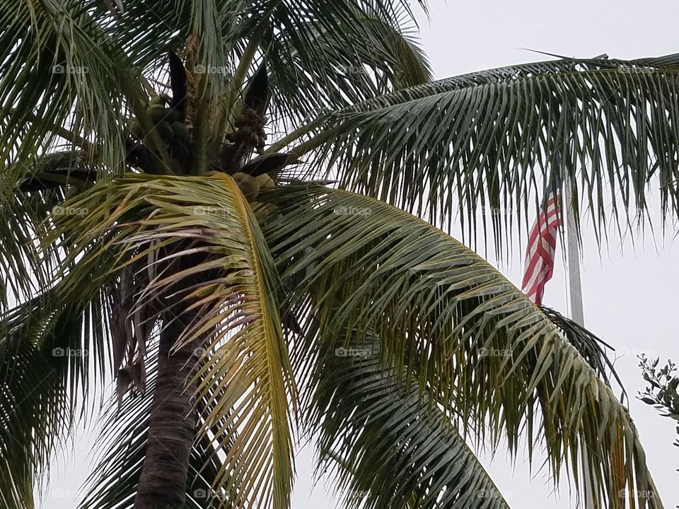flag in a tropical palm tree