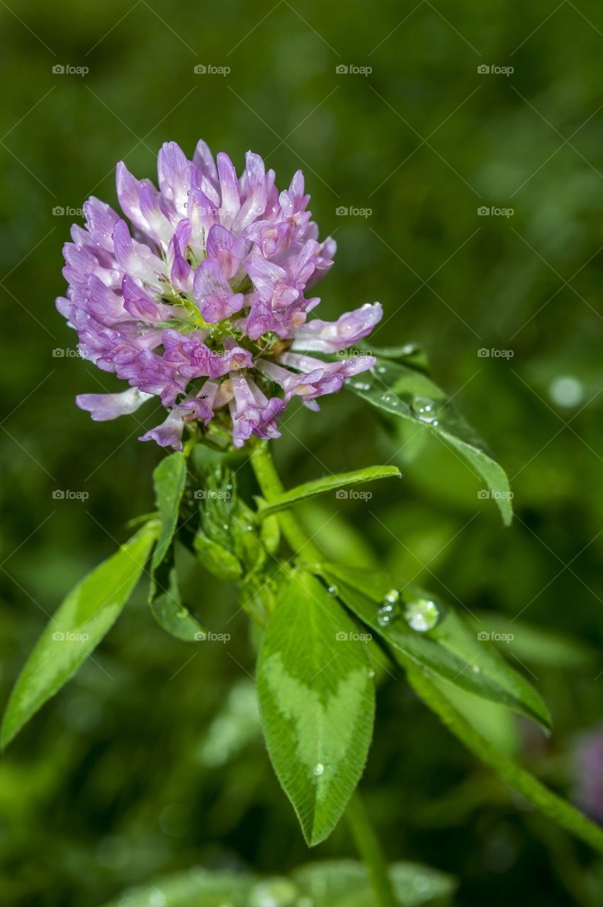 Clover in the rain.