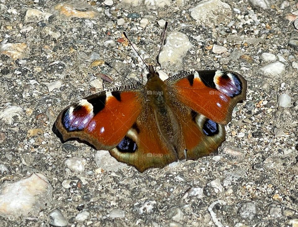 Peacock eye takes sunbathing