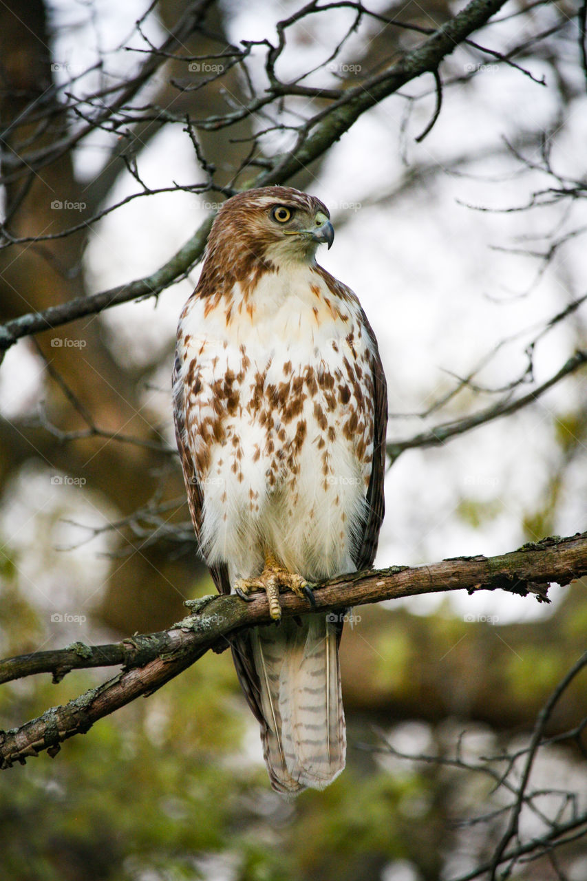 White-tailed hawk