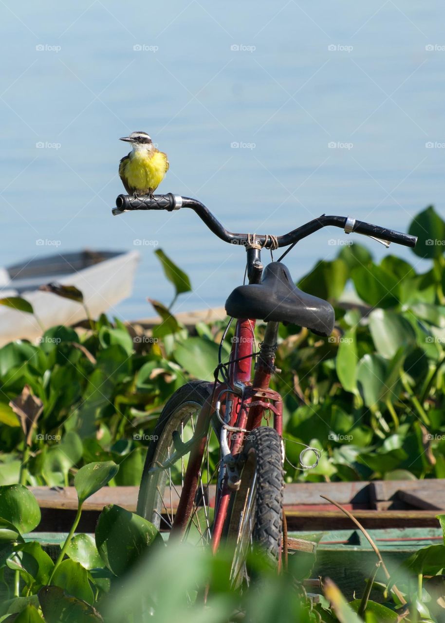 Passarinho pousa no guidão da bicicleta