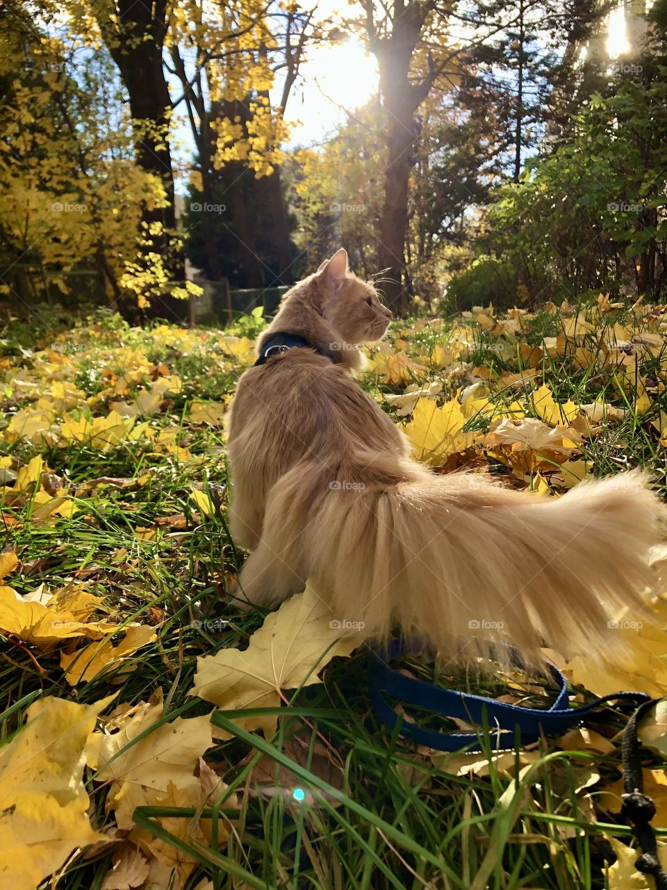 Fall, yellow leaves, trees. Furry red cat walking outside. Take your cat outside 