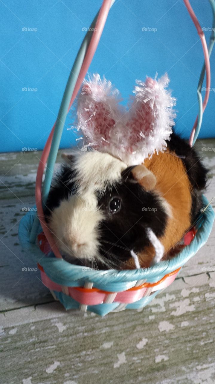 Guinea Easter