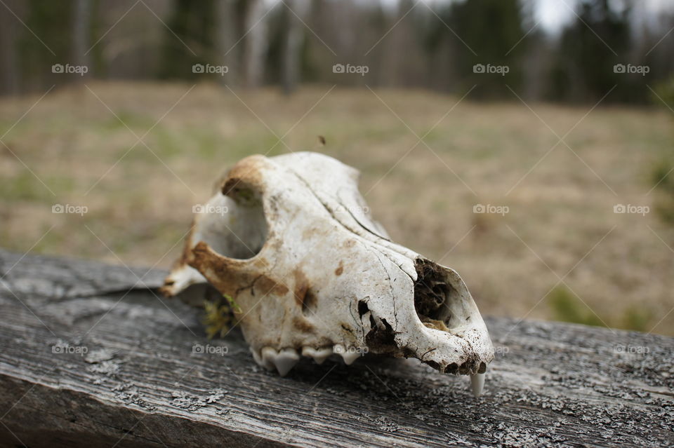 brutal skull of wild animal