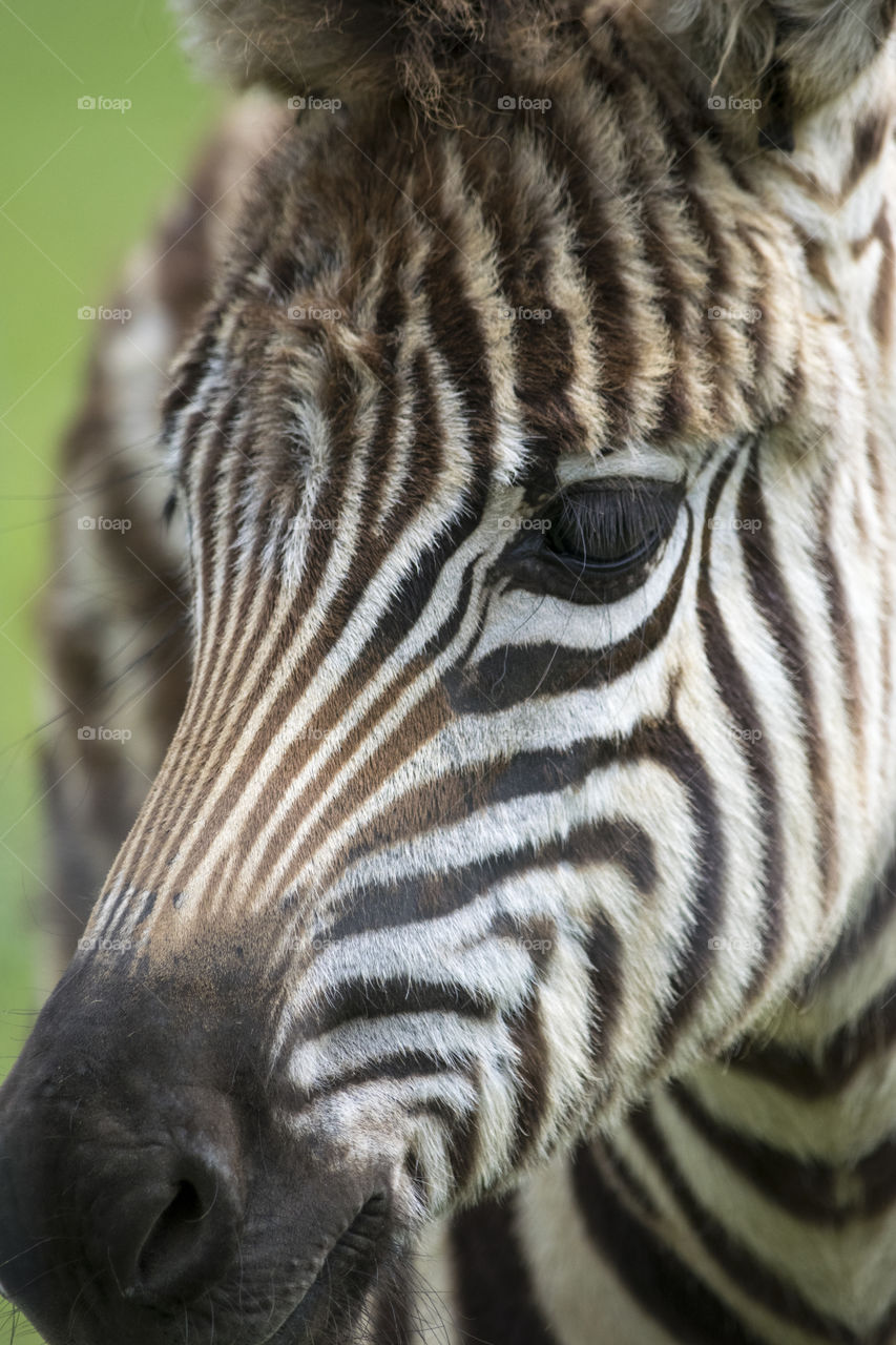 Close-up of a zebra