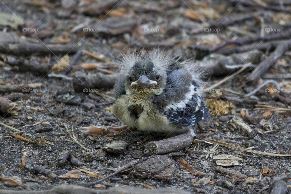 Young bird fledgling on the ground .
Ung flygfärdig fågel på marken 
