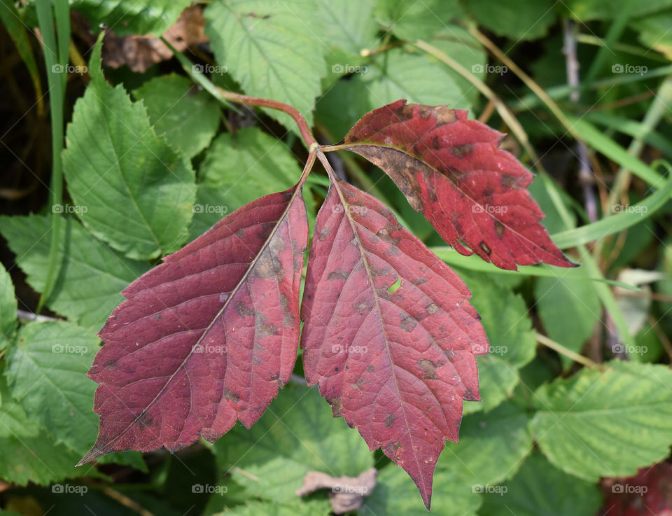 Red fall leaves