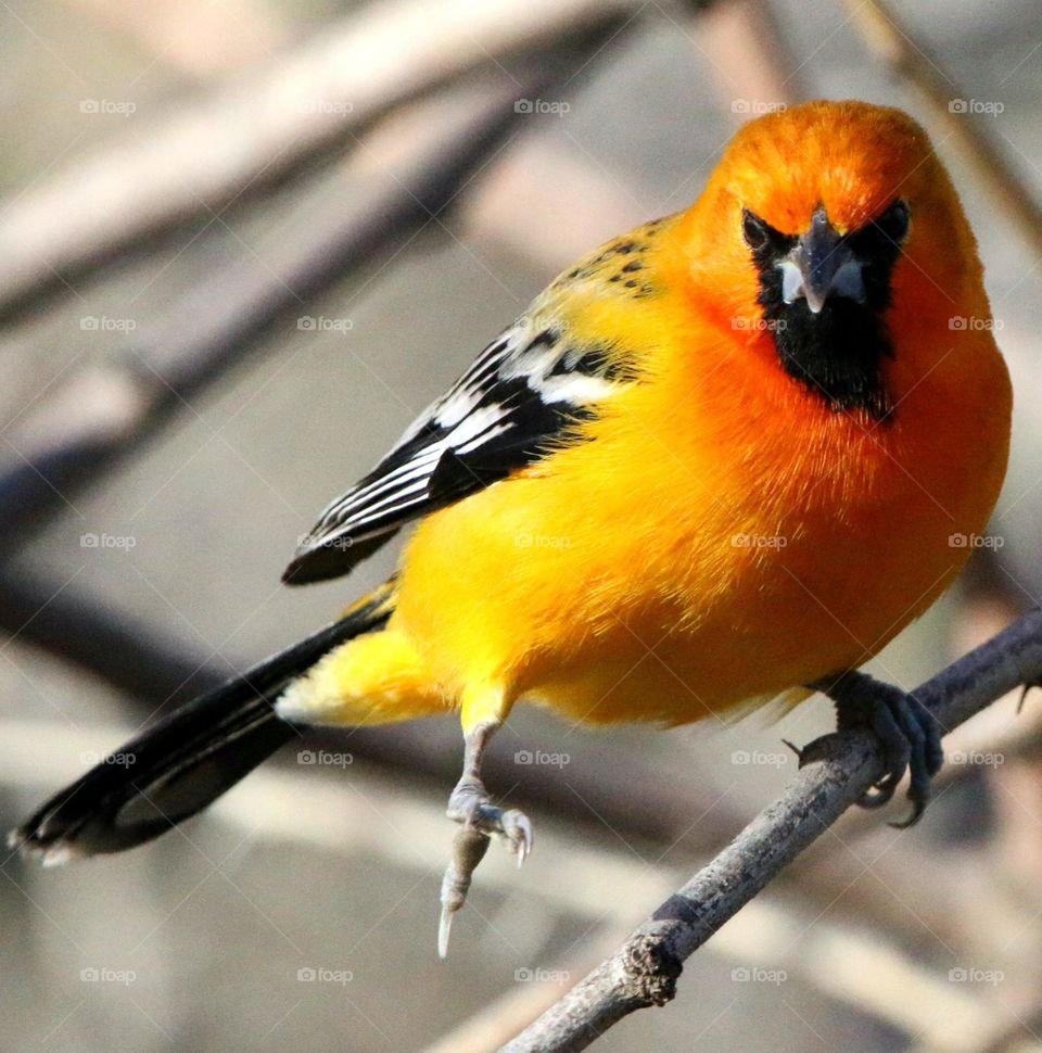 Streak-backed Oriole on a Branch