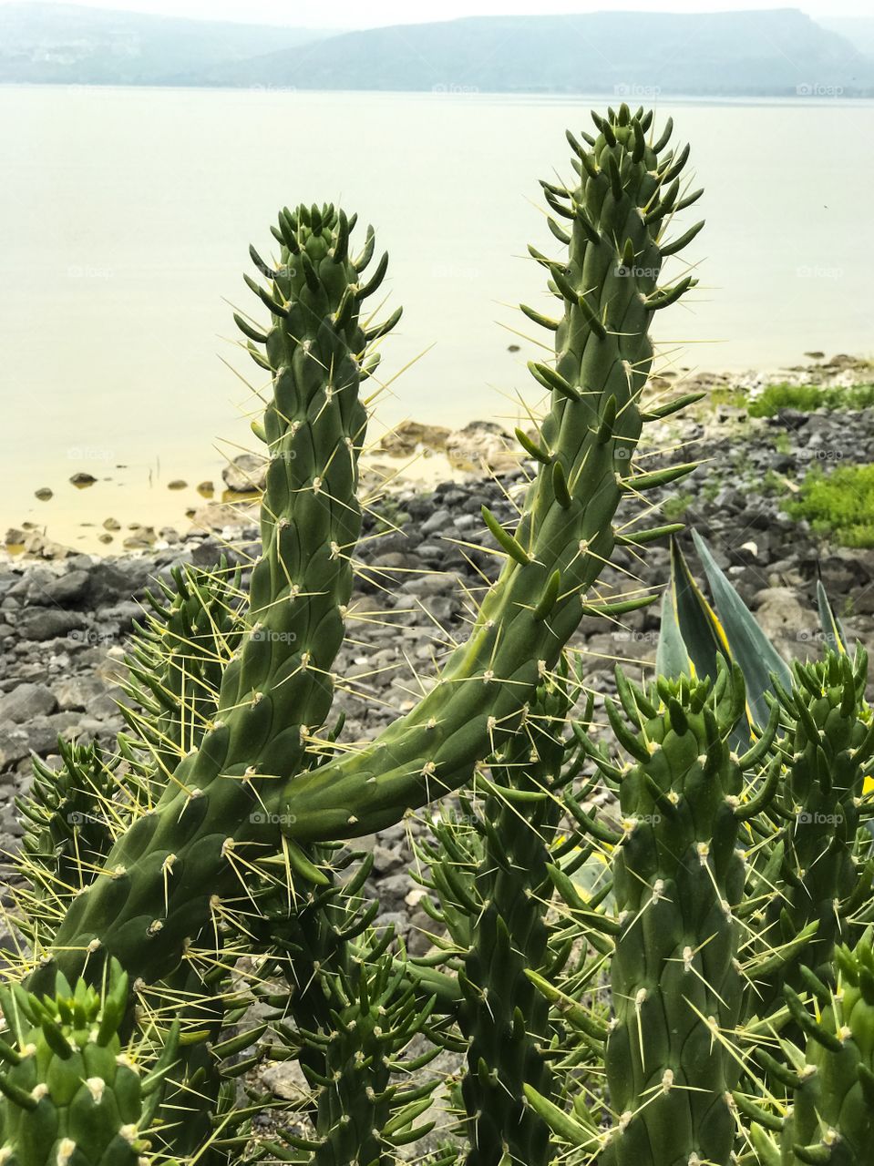 Nature Landscape - Cactus at The Sea Of Galilee, Israel. 