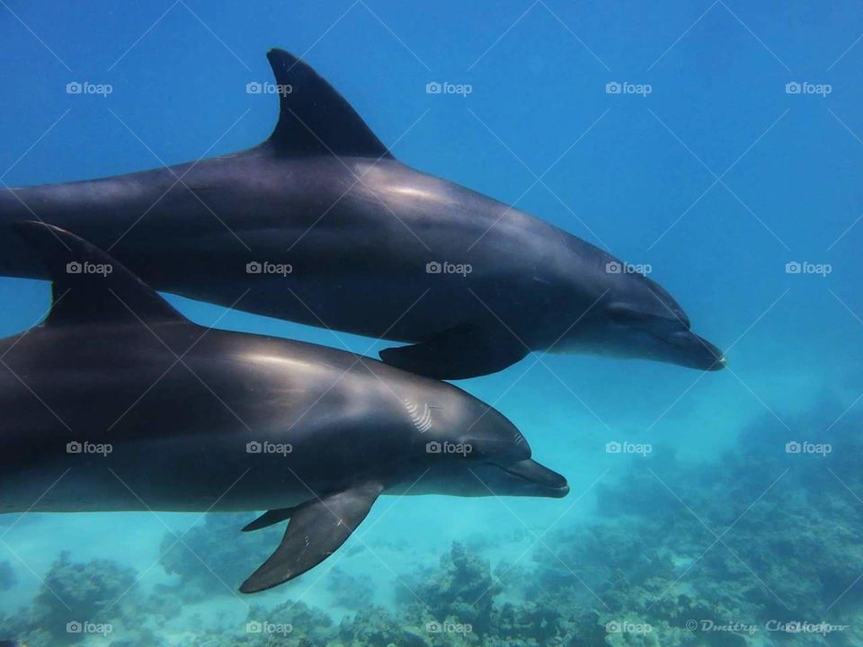 Dolphins