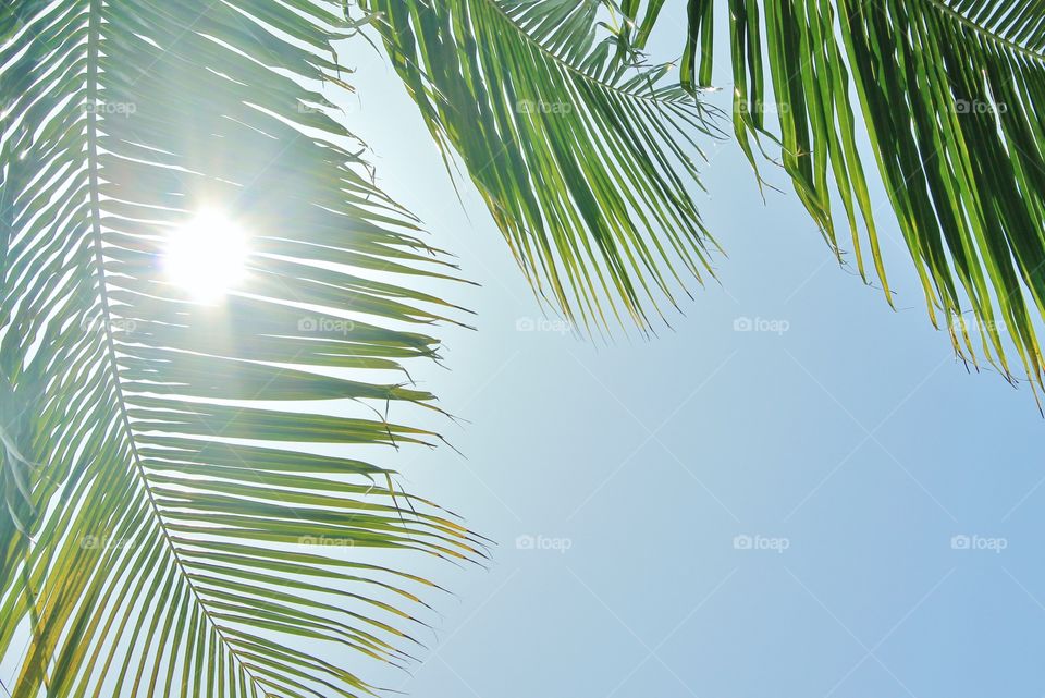 The sun shining through palm fronds