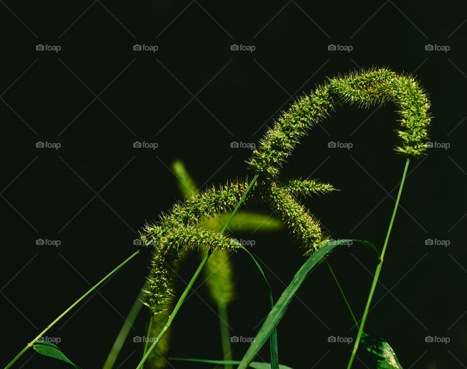 Foxtail millet - bristlegrass