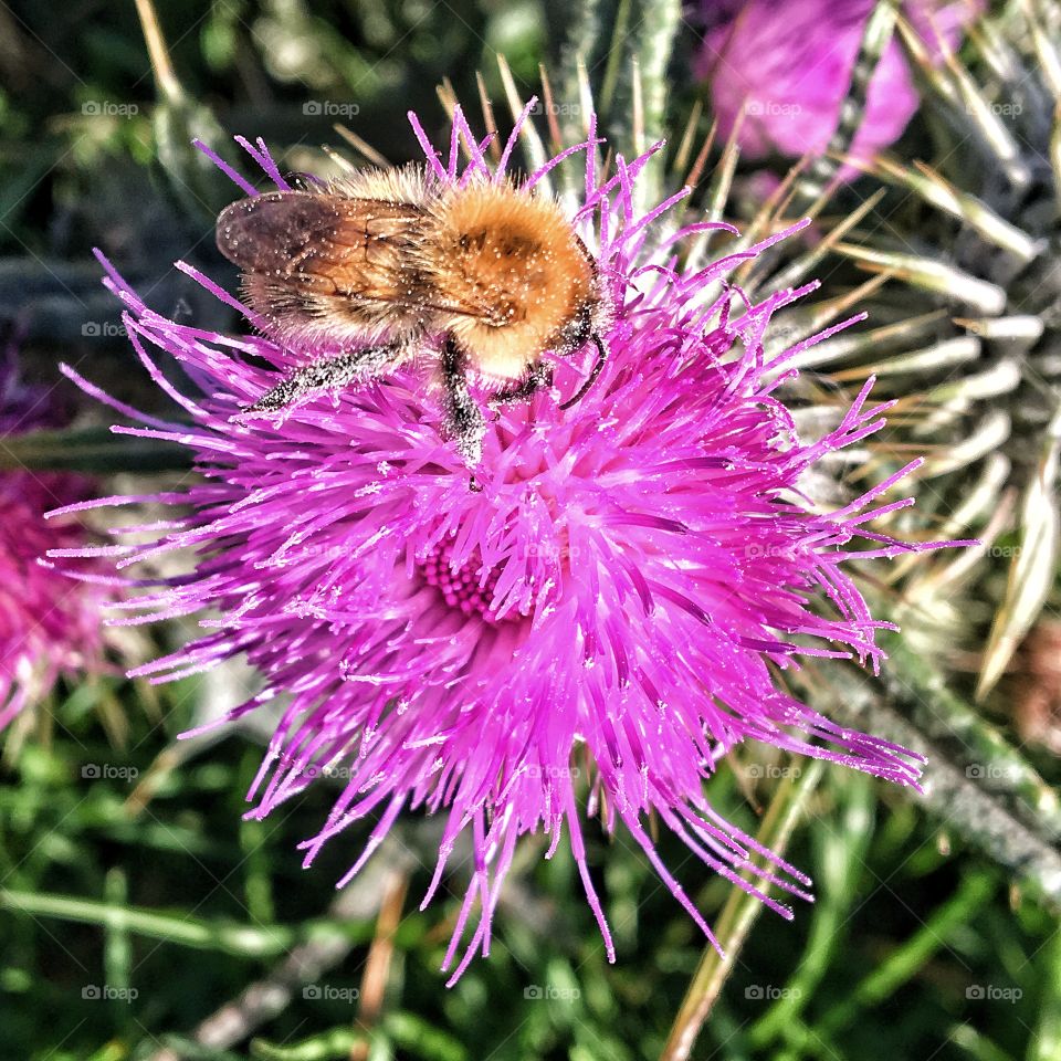 Bee on a thistle flower 