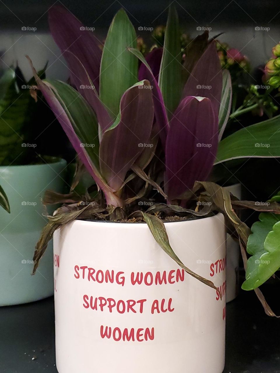 House plant with a positive message.