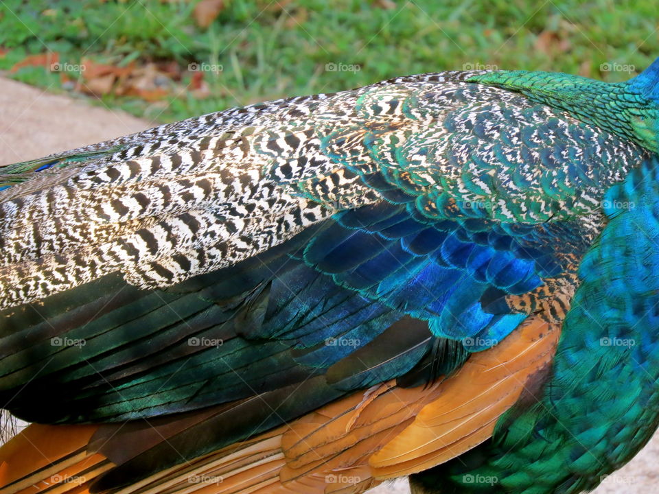 Makaha peacocks. 5/19/13