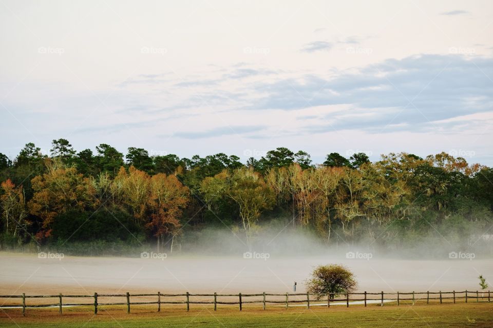 Foggy environment in forest
