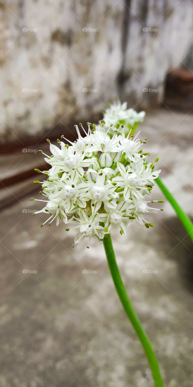 Onion flower