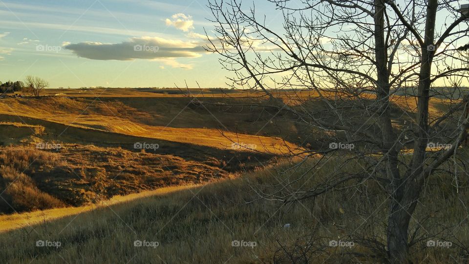 Close-up of bare trees at hill