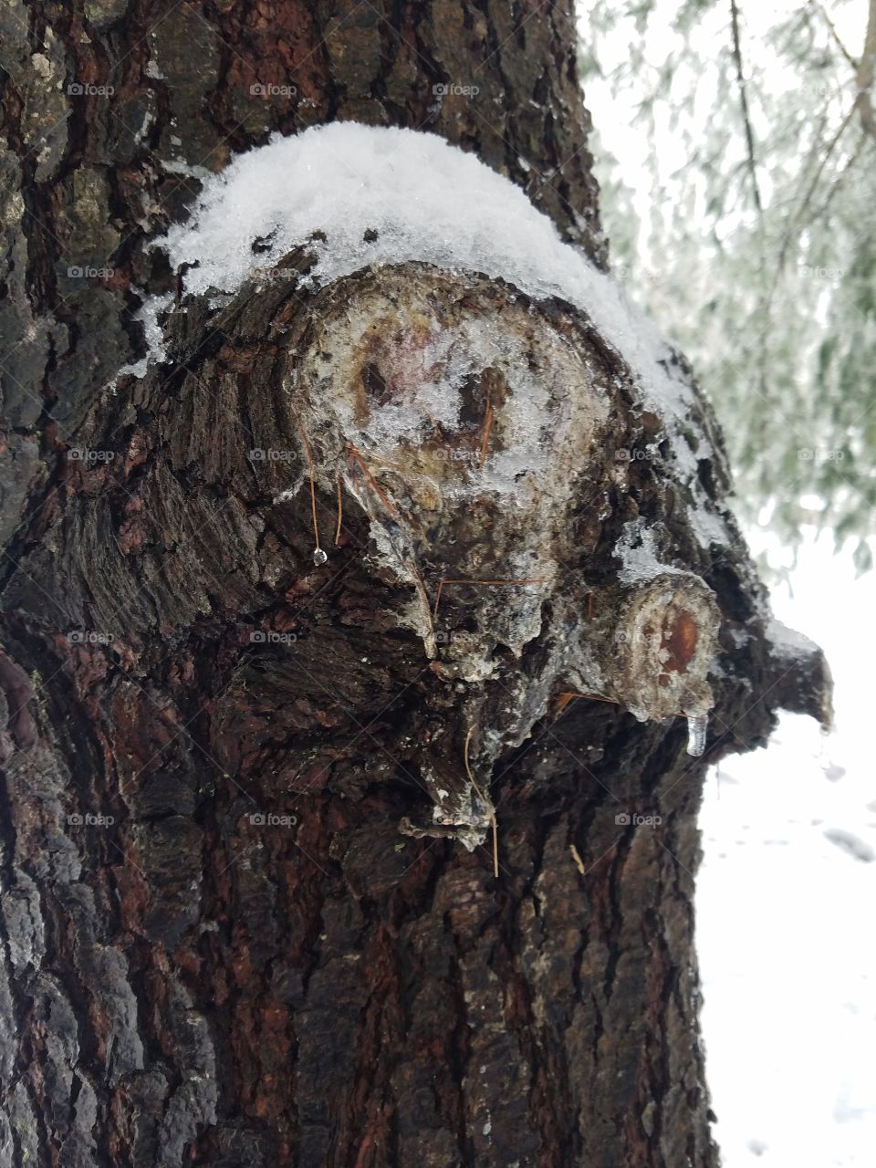 wintry pine tree in snow
