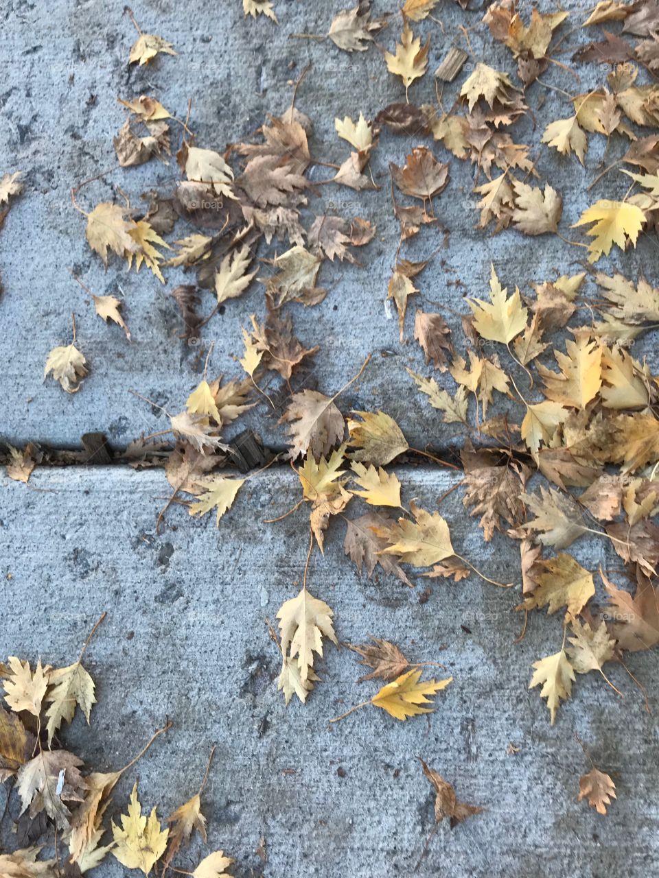 Abstract of fall leaves on a sidewalk with crack