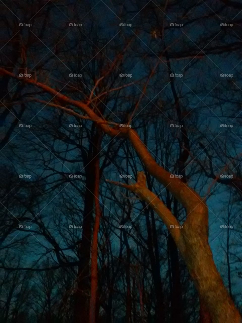 trees at night