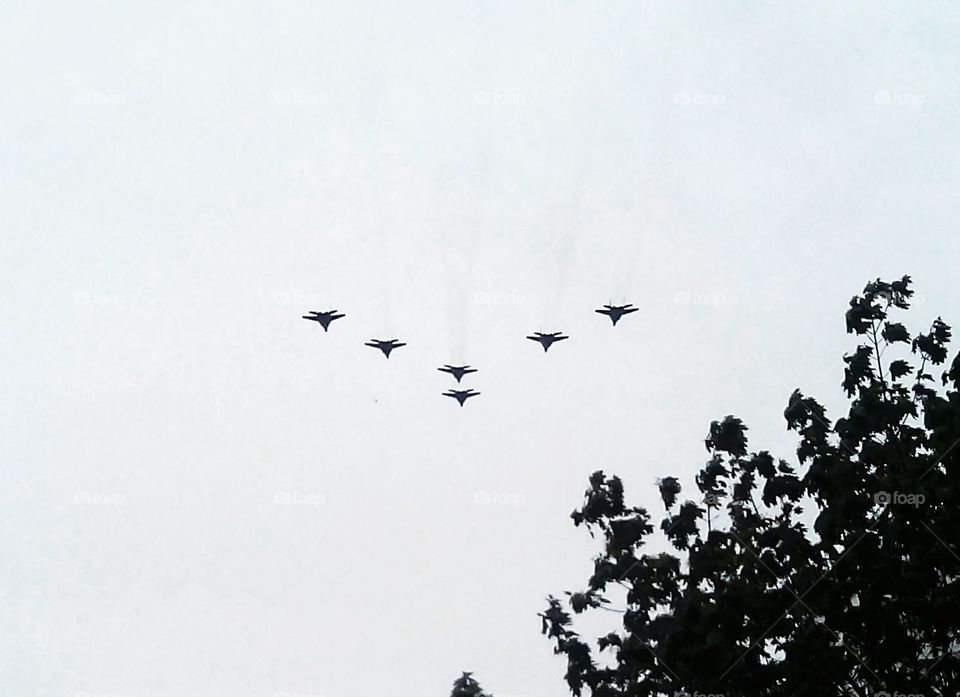 Flight, Bird, Sky, Aircraft, Airplane