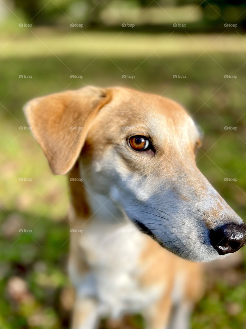 Pretty hound dog giving side eye to camera 