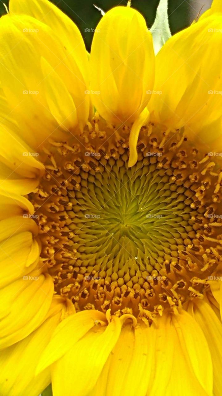 Inside a sunflower