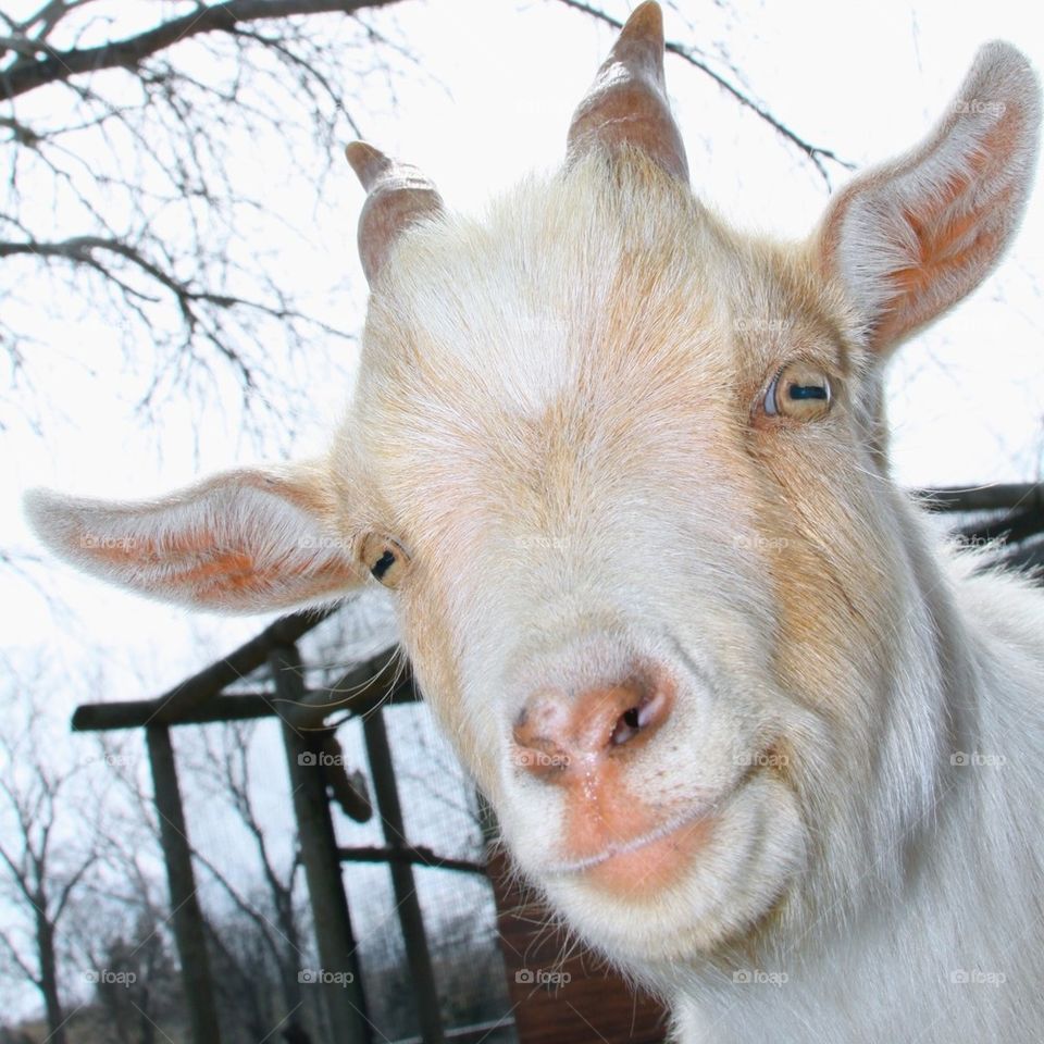 Goat Gaze