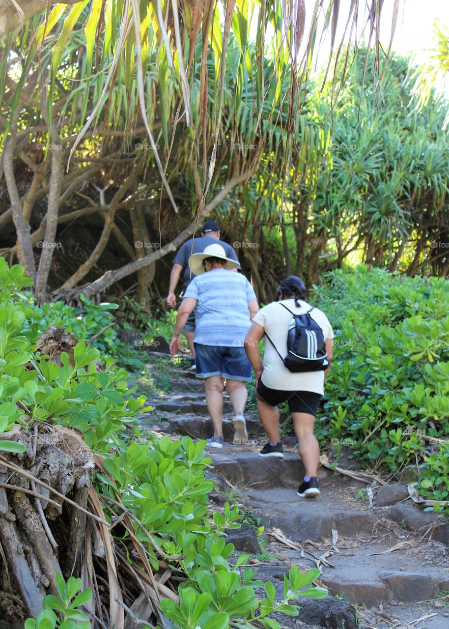 A walk in the rain forest