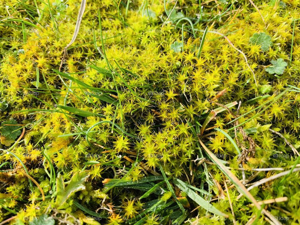 Moss is a typical plant of the sandy dunes of the coast in Brittany . 