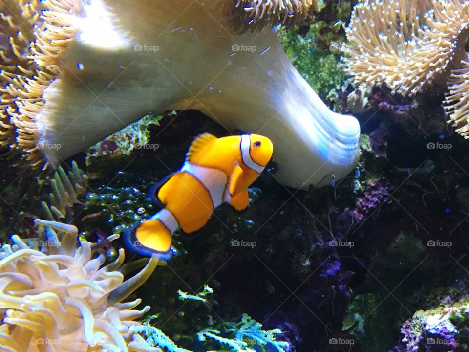 Findet Nemo 