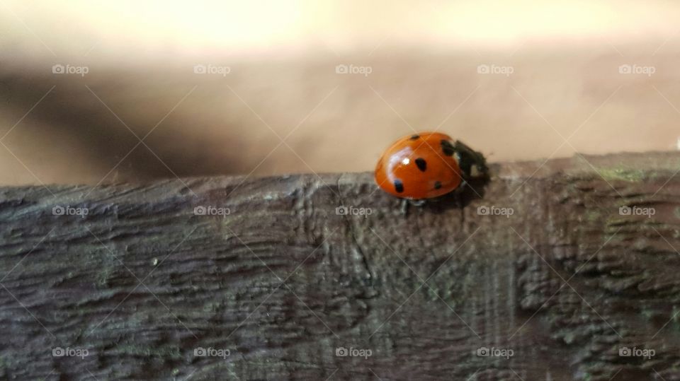 Ladybug on wooden log