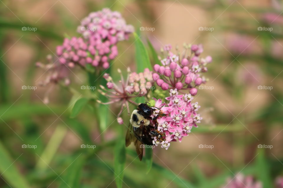 Bumblebee on milkweed 