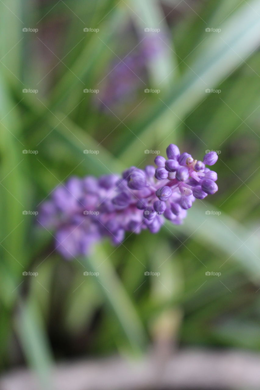 Monkey Grass Purple Blossom 