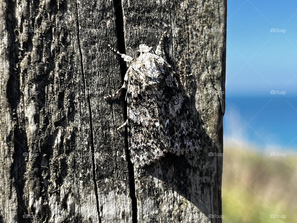 A moth in north Devon 