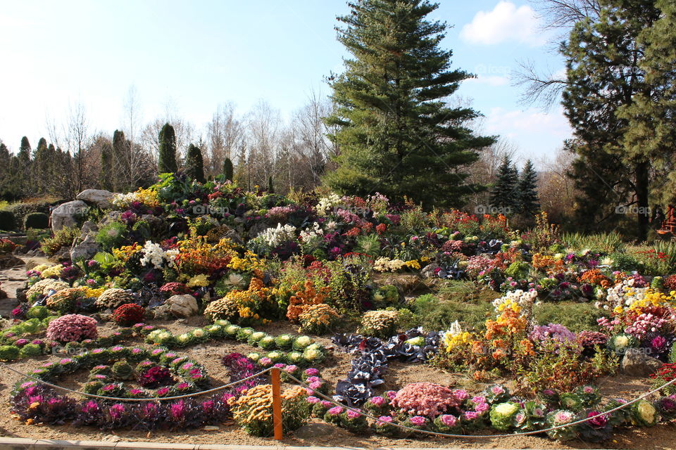 beautiful  landscape with colored flowers and trees