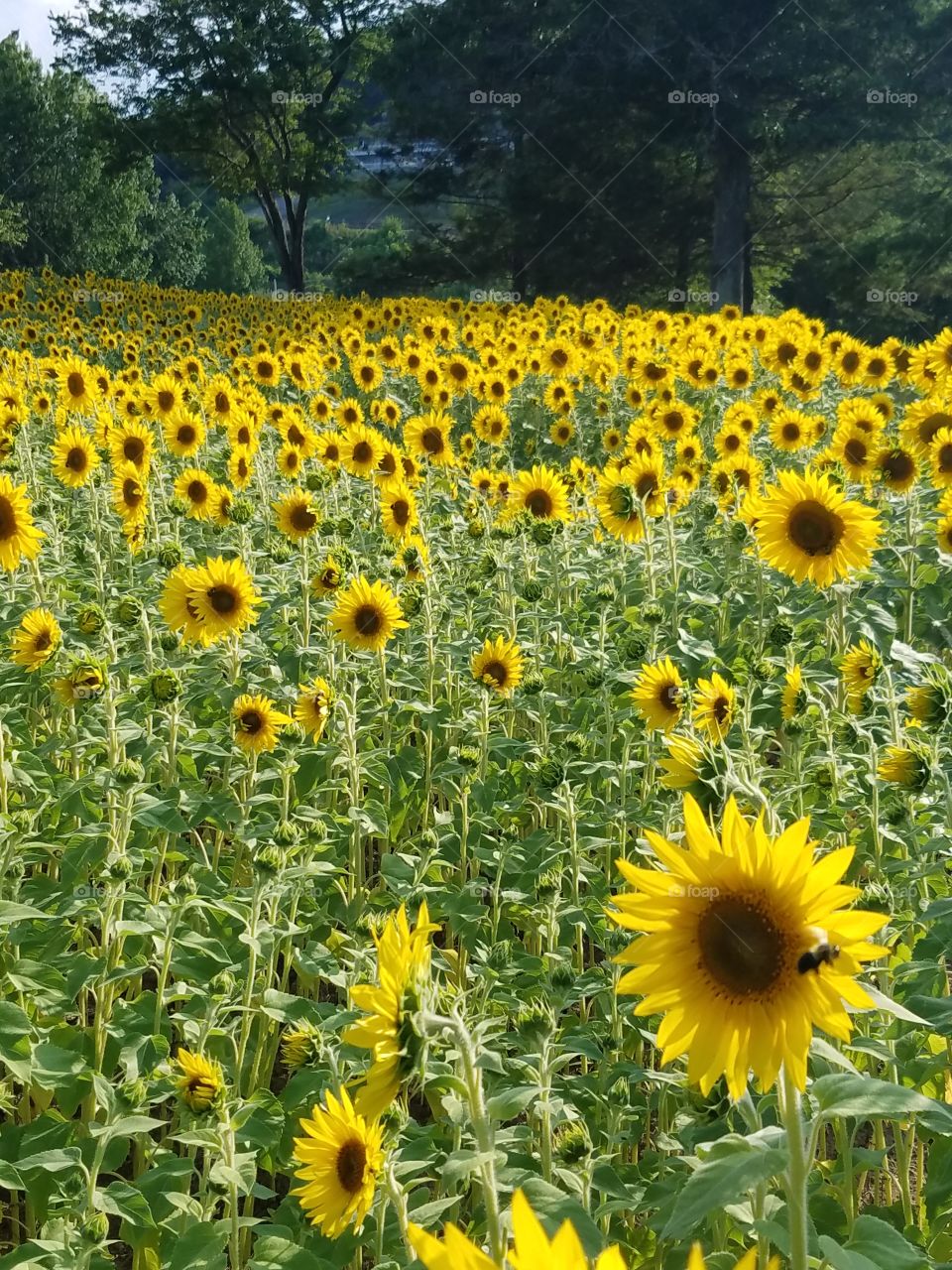 Sunflowers on the roadside